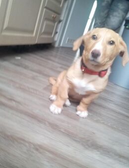 Der kleine sucht ein neues Zuhause - Guben