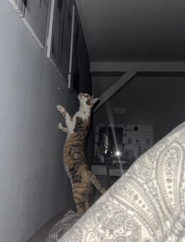 europäisch kurzhaare katze sucht ein wundervolles zu hause - Saalfeld (Saale)