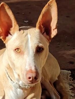 SOLDADO - ein absoluter Traumhund! - Geilenkirchen