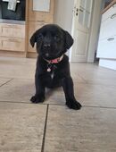 Labrador-Appenzeller Welpen in 98617