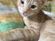 Gary aus dem Tierschutz - Grevenbroich