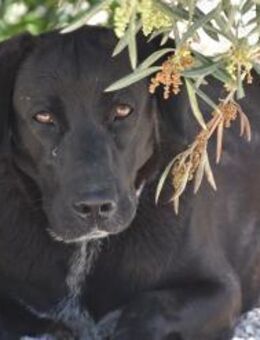 Maria wurde ausgesetzt Mr - Ludwigshafen (Rhein)