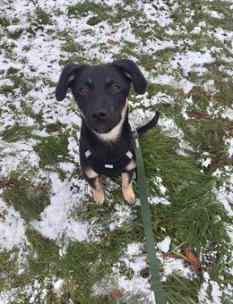 Mischlingshündin (Junghund) sucht neues zu Hause - Bad Rappenau