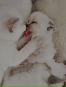 BKH Kitten Blue Point - Krauschwitz