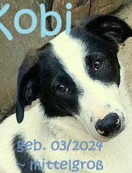 Kobi der maskierte Gentleman - Rinteln