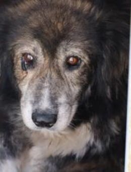 Yamka - sucht dringend ein Zuhause - Lohra