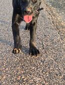 Cane Corso labrador mix hündin 6 Monate in 53879