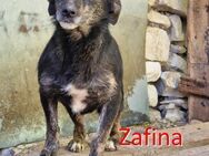 ZAFINA ❤ EILIG sucht Zuhause/Pflegestell - Langenhagen