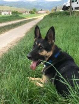 Billi Schäferhund rüde 7 j. - Beltheim