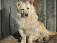 Filu ist unser kleiner Eisbär 🐾 - Elsdorf (Nordrhein-Westfalen)