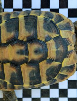 2 Griechische Landschildkröten (THB), Schildkröten, Nachzuchten 2020 - Göppingen