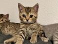 BKH Kitten Kätzchen Baby Katzen in 4658