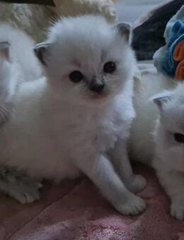 3 zuckersüße Ragdoll Kitten - Rostock