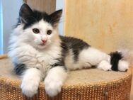 Norwegische Waldkatze / Norweger Kätzchen - Burg (Sachsen-Anhalt)