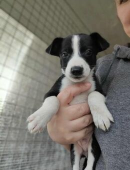 Hundebub Twain - Eichenzell