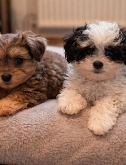 Wunderschöne Bollipoo (wie Maltipoo) Hündinnen mit Gesundheitszeugniss - Diemelsee