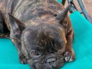Französische Bulldogge Lilo - Bad Münder (Deister) Zentrum
