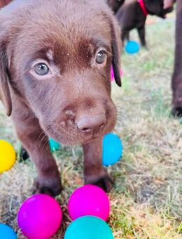 Wunderschöne reinrassige Labradorwelpen 😊 - Krefeld