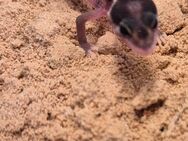 Leopardgecko nachwuchs noch 3 - Korschenbroich