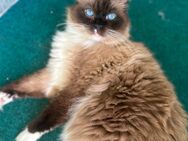 2 Kater abzugeben - Bottrop