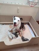 American Bully . Stafford . Old English Bulldogge Welpen in 17358
