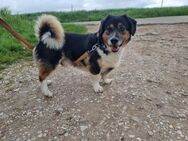 Birillo - kleiner Mann sucht ❤️Mensch - Grevenbroich