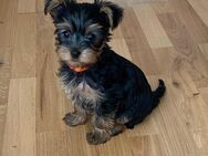 Süße Yorkshire Terrier Welpen - Lahr (Schwarzwald)