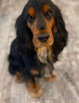 Cocker Spaniel Rüde, 4 Jahre alt, sehr lieb, abzugeben - Bonn