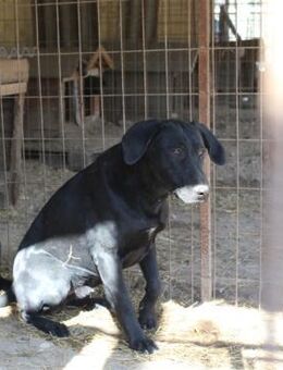 Beci LM - großes Herz - Neustadt (Rübenberge)