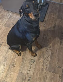 Dobermann Rüde - Grevenbroich