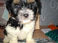 Havaneser Shihtzu Welpen suchen verantwortungsbewusste Familien