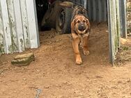 Schäferhundmix welpen - Loddin