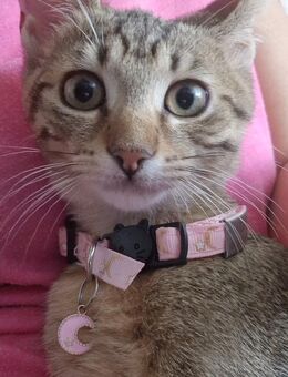 BengalSiam kitten baby katze - Essen