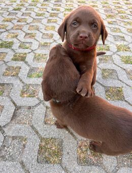Wundervolle Labrador Welpen - Wolfsburg