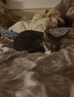 Junger sehr verspielter Kater sucht neues liebevolles Zuhause - Siegen (Universitätsstadt)