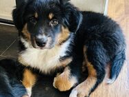 Intelligenter Australian Shepherd Rüde 11 Wochen alt sucht sein Für-Immer-Zuhause! - Viersen