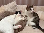 Katze und Kater - Gronau (Westfalen)