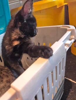 1 dreifarbiges Kitten abzugeben ab 24.10.2025 - Nünchritz