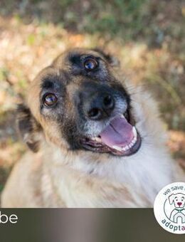 Rube: Liebevolle Begleiterin - Kirchzell