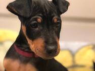 Zwergpinscher-Welpen - Wetzlar