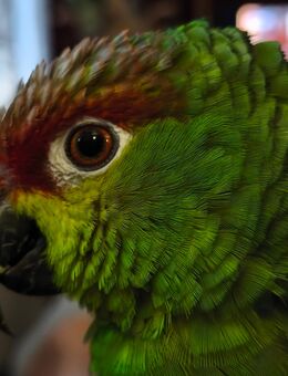 Equador Amazone-Henne gesucht - Selm