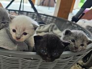 BKH Edelmix Kitten, Kätzchen in schwarz oder grau - Altdorf (Bayern)