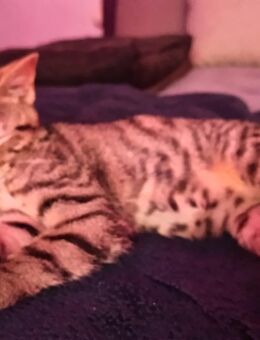 💖 Klein Kitte sucht ein wundervolles Zuhause 🐾 - Wunsiedel