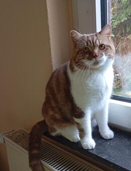 Kater Cinnamon golden Classic white - Elze