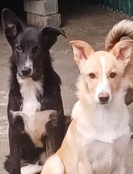 🆘 Verspielte tolle Beja braucht HILFE🌼 - Eislingen (Fils)