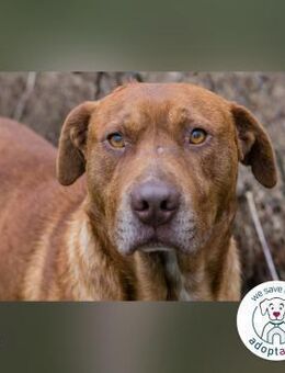 Lio: Gelassenheit auf vier Pfoten - Kirchzell