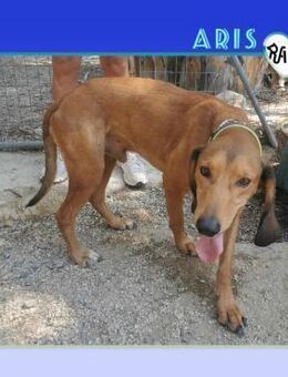 Aris - der Menschenfreund! - Alfeld (Leine)