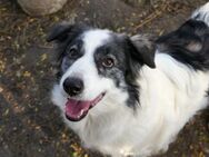 Bella - schüchtern und schön - Kallmünz