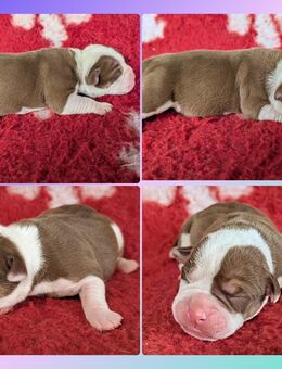 Old English Bulldog Welpen, OEB, Stammbaum, §11 TSchG - Berlin