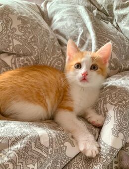 Kitten abzugeben - Kolbermoor